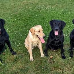 Labrador Retrievers from Magnum Star Retrivers