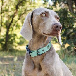 Weimaraners from Wild West Weimaraners