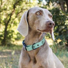 Weimaraners from Wild West Weimaraners