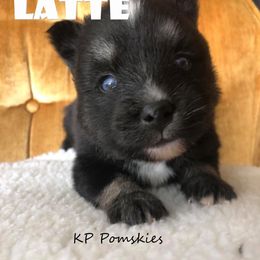 Pomsky Puppies from KP Pomskies LLC