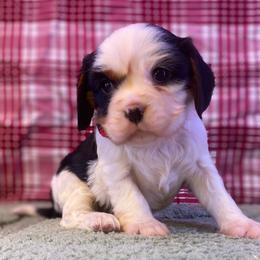 Lola - Tri-color female Cavalier King Charles Spaniel puppy in Crawford, Tennessee from Lilly Lane Spaniels