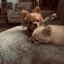 Chihuahua All Grown Up from Home Grown Chihuahuas From Iowa