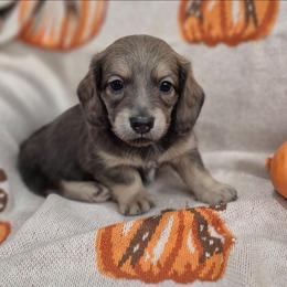 Teddy Shaded Cream 3000 - Cream male Dachshund puppy in Denton, Georgia from Pleasantdachs Minis