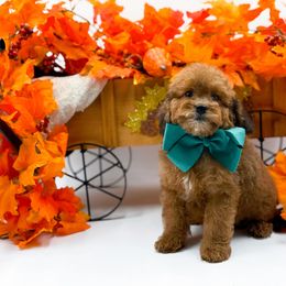 Murphy - Sable male Cavapoo puppy in North Carolina from NC Doodle Puppies