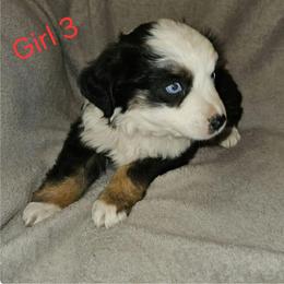 Sweet Pea - Black tri female Miniature Australian Shepherd puppy in Kingman, Arizona from Waggin Bow Mini Aussies