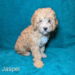 Jasper - Buff male Cockapoo puppy in Sunset, Louisiana from Cano Cockapoos