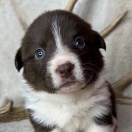 Wednesday - Liver and white female American Corgi puppy in Grants Pass, Oregon from KnR Antler Dogs ~ Labrador Retrievers & Corgis