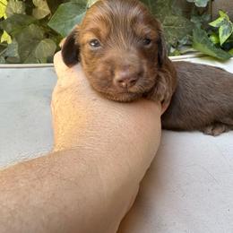 Chocolate Boy - Chocolate and tan male Dachshund puppy in California from Wild Weenies - Dachshund Ranch