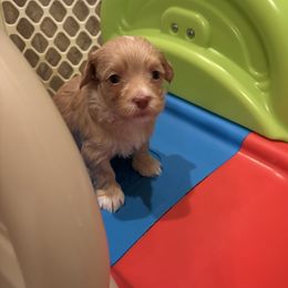 Red male - Red male Havanese puppy in East Lansing, Michigan from VanCort's Happy Havanese