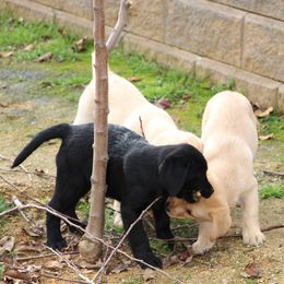 Labrador Retriever and Sussex Spaniel Puppies from Marstad