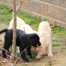 Labrador Retriever and Sussex Spaniel Puppies from Marstad