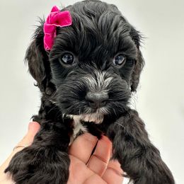 Taisia 🐶🐾🤍 - Cockapoo puppy from Parti Puppies
