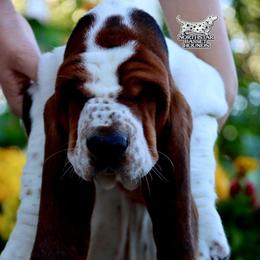 Mackerel - Black white and brown male Basset Hound puppy in Pollock, Missouri from Northstar