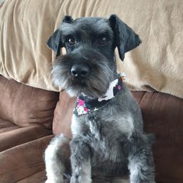 Luna - Miniature Schnauzer