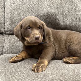 Blue collar - Charcoal male Dilute Retriever puppy in Teton County, Montana from East Front Labradors & Treasure State Schnauzers