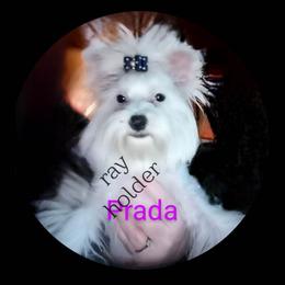 Dota - Yorkshire Terrier