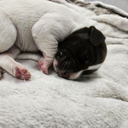German Shorthaired Pointer Puppies from Parker's Pointers