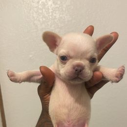 French Bulldog All Grown Up from Barters kennel