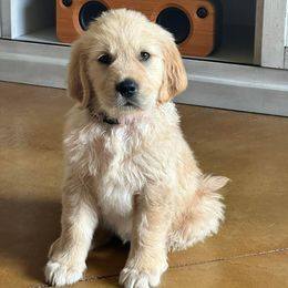 Golden Retrievers from Willow’s AKC Golden Retrievers