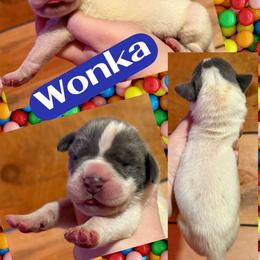 WONKA - Blue and white male Great Dane puppy in Wellsville, New York from Prophecy Danes