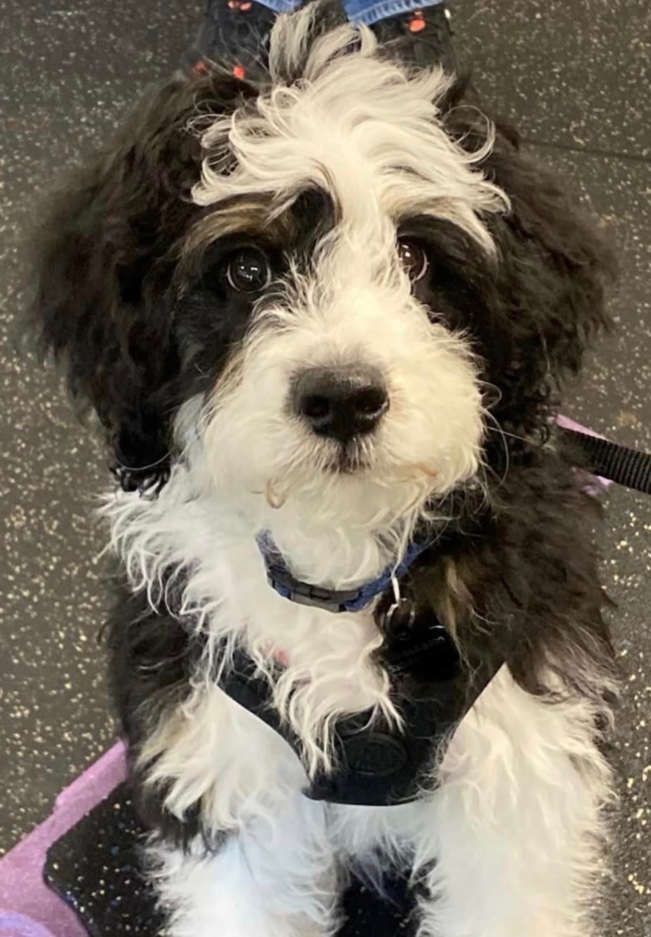 Aussiedoodle Puppies from House Merrills Minis and Doodles