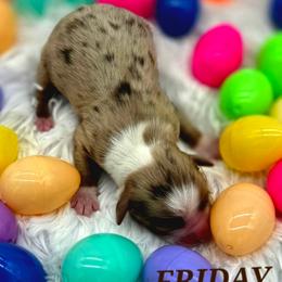 Friday - Red merle male Toy Australian Shepherd puppy in Viking, Minnesota from Son Shine Farm