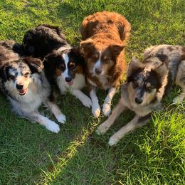 Australian Shepherds from Powell's Paws