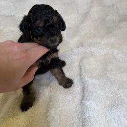 Cockapoo Puppies from Stella’s Six