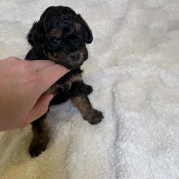 Cockapoo Puppies from Stella’s Six