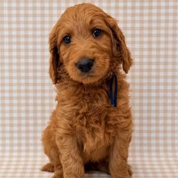 Chip - Red  male Goldendoodle puppy in La Porte, Texas from B+C Doodles