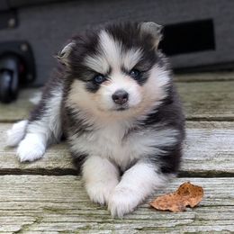 María Black and White Female Blue Eyes - Black and white female Pomsky puppy in Hurleyville, New York from My Crazy Pomskys
