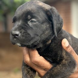Boy 3 - male Cane Corso puppy in Weimar, Texas from Cane Corso Authority