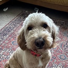 Cozy - Goldendoodle