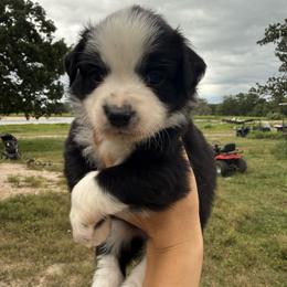 Lime - Black tri male Miniature Australian Shepherd puppy in Iola, Texas from MK Aussies