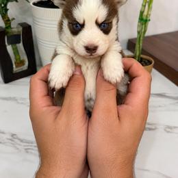 Pomsky Puppies from KY Pomsky Paws