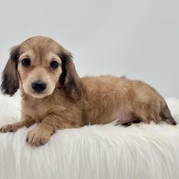 Dunkin - Cream male Dachshund puppy in Litchfield, Illinois from Charmm Dachshunds