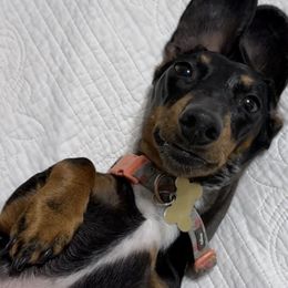 Dachshunds from Wise lil Weeinies