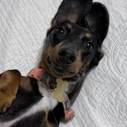 Dachshunds from Wise lil Weeinies