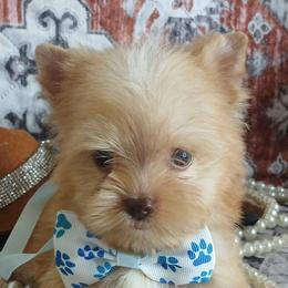 Raz - Yorkshire Terrier