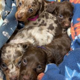 Dachshund Puppies from Bo Didley's Doxies