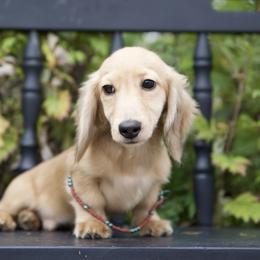 Ian is 5000dollars - Cream male Dachshund puppy in Crystal, Michigan from Mare-bella Dachshunds