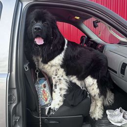 Millie - Newfoundland