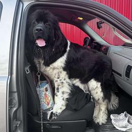 Millie - Newfoundland