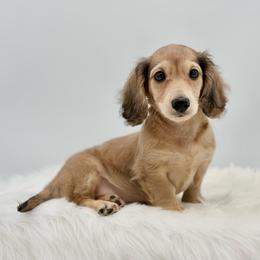 Dunkin - Cream male Dachshund puppy in Litchfield, Illinois from Charmm Dachshunds