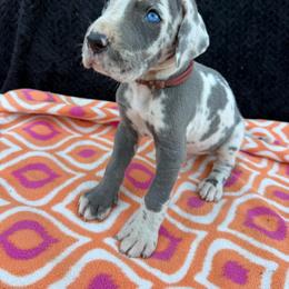 Weston - Harlequin male Great Dane puppy in Russellville, Arkansas from River Valley Great Danes & Miniature Schnauzers
