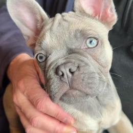 Louis - Fawn male French Bulldog puppy in Graham, Washington from Kristy's French Bulldogs & Mini Schnauzers