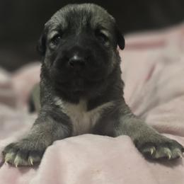 Anatolian Shepherd Dog Puppies from Florida Anatolian Shepherds