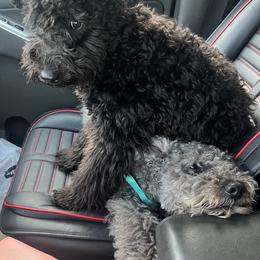 Chinese Shar-Pei and Pumi Puppies from Nixie Kennels