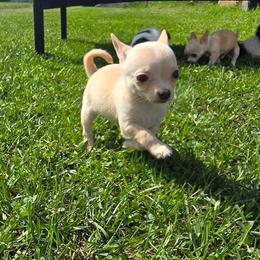 Nacho - Fawn and white male Chihuahua puppy in Amity, Pennsylvania from Baxters Chihuahuas