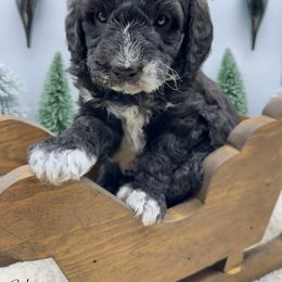 Salem - Black and white male Sheepadoodle puppy in Thornville, Ohio from Four Front Doodles & Friends